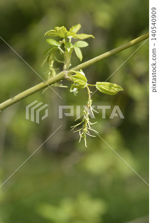 Boxelder maple 140540909