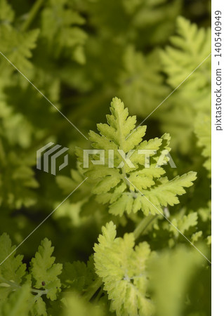 Macro Shot of Chartreuse Golden Feverfew Foliage in Spring Macro Shot of Chartreuse Golden Feverfew Foliage in Spring 140540949