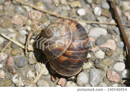 Snail Shell on Aggregate Concrete Paving Slab 140540954
