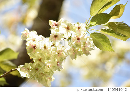 Pale yellow turmeric cherry blossoms Pale yellow turmeric cherry blossoms 140541042