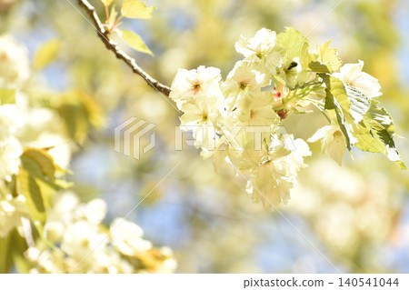Pale yellow turmeric cherry blossoms Pale yellow turmeric cherry blossoms 140541044