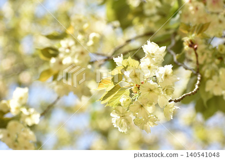 Pale yellow turmeric cherry blossoms Pale yellow turmeric cherry blossoms 140541048