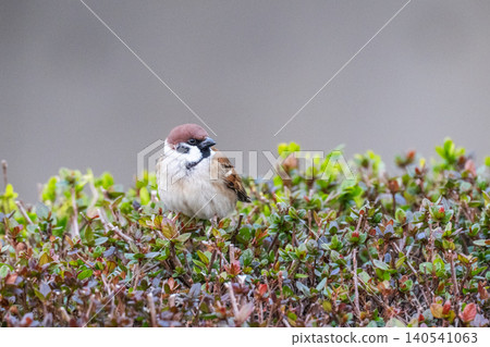 Sparrows taking a rest in the hedge Sparrows taking a rest in the hedge 140541063