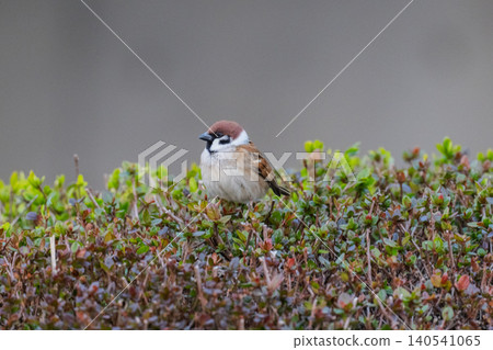 Sparrows taking a rest in the hedge Sparrows taking a rest in the hedge 140541065