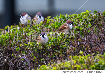 Sparrows taking a rest in the hedge Sparrows taking a rest in the hedge 140541068
