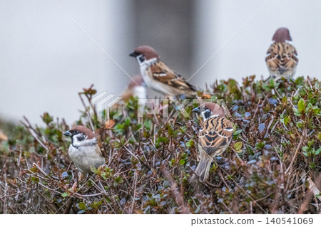 Sparrows taking a rest in the hedge Sparrows taking a rest in the hedge 140541069