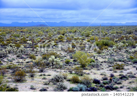 Old Saguaro Cactus Sonora desert Arizona 140541229