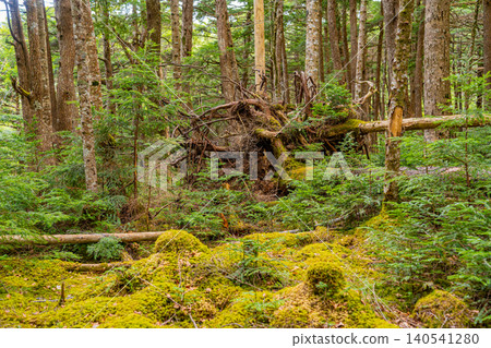 [Nagano Prefecture] Shirakoma Forest: Fallen ancient trees and young trees growing on moss 140541280