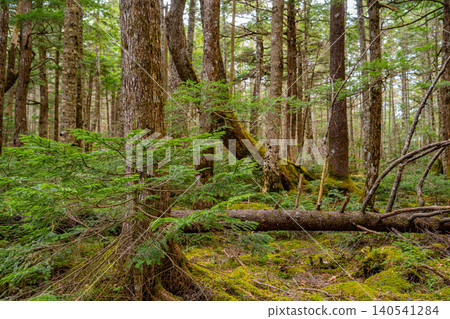 [Nagano Prefecture] Shirakoma Forest: Fallen ancient trees and young trees growing on moss 140541284