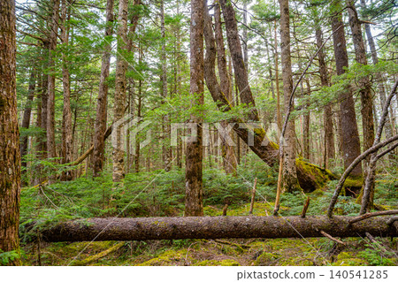 [Nagano Prefecture] Shirakoma Forest: Fallen ancient trees and young trees growing on moss 140541285