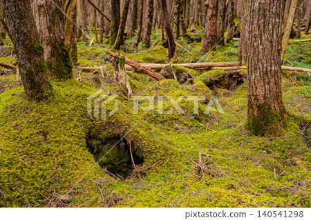 [Nagano Prefecture] Shirakoma Forest: Fallen ancient trees and young trees growing on moss 140541298