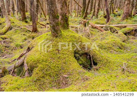 [Nagano Prefecture] Shirakoma Forest: Fallen ancient trees and young trees growing on moss 140541299