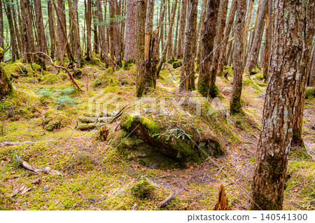 [Nagano Prefecture] Shirakoma Forest: Fallen ancient trees and young trees growing on moss 140541300