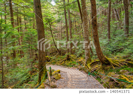 [Nagano Prefecture] Mysterious Shirakoma Forest Walking Trail 140541371