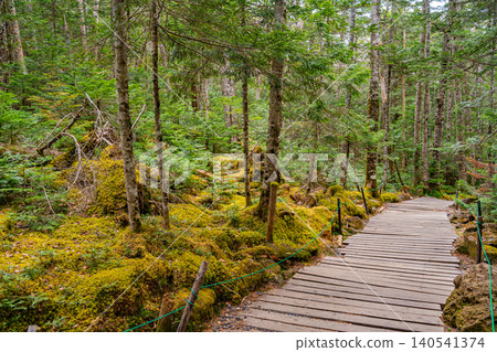 [Nagano Prefecture] Mysterious Shirakoma Forest Walking Trail 140541374