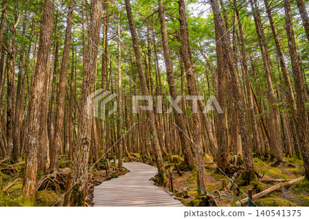 [Nagano Prefecture] Mysterious Shirakoma Forest Walking Trail 140541375