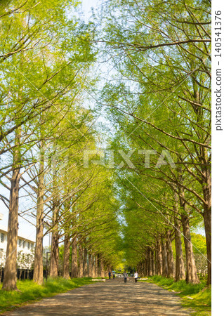 [Nature] Metasequoia tree-lined avenue, a famous spot in Hiratsuka City, Kanagawa Prefecture 140541376