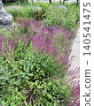 Blooming Salvia with Purple Flowers of Meadow Sage in a Green Summer Garden flowerbed 140541475