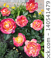 Pink and Yellow Roses with Red petals in a Park Garden Bed. 140541479
