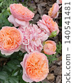 Peach and Pink Roses petal bud in a Summer Garden Bloom. 140541481