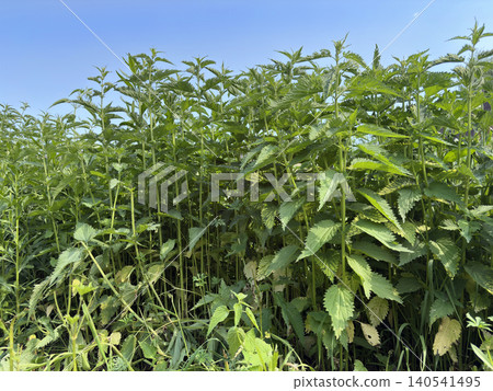 Nettle. Large, tall weed bushes. Blue sky Nettle. Large, tall weed bushes. Blue sky 140541495