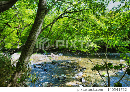 A truly luxurious moment: strolling through the beautiful Kinomata Valley in the refreshing season. A truly luxurious moment: strolling through the beautiful Kinomata Valley in the refreshing season. 140541732