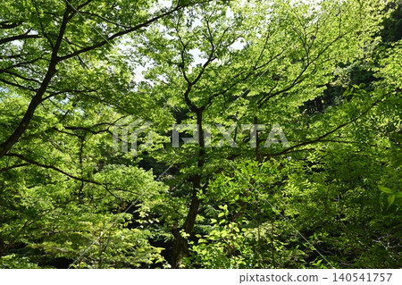 A truly luxurious moment: strolling through the beautiful Kinomata Valley in the refreshing season. A truly luxurious moment: strolling through the beautiful Kinomata Valley in the refreshing season. 140541757