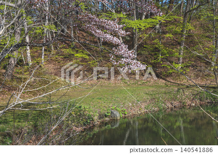 April 26 2026 Onuma Koen Lakeside Forest Walking Trail April 26 2026 Onuma Koen Lakeside Forest Walking Trail 140541886
