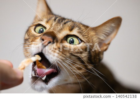 Cat receiving a treat Cat receiving a treat 140542138