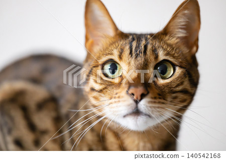 A cat staring at you 140542168