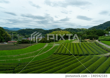 京都和束的茶園和山脈 京都和束的茶園和山脈 140542183