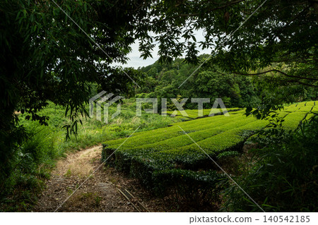京都和束市的茶園 京都和束市的茶園 140542185