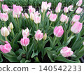 Pink tulips blooming in the flowerbed 140542233