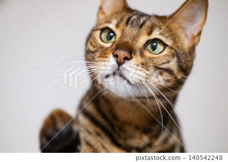 A cat staring at you A cat staring at you 140542248
