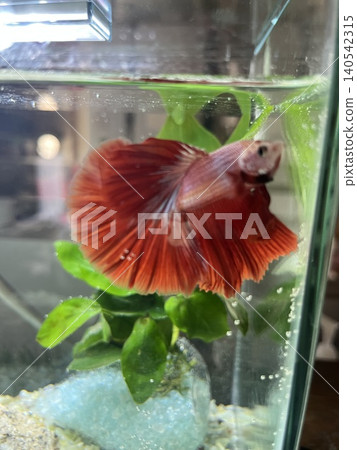 The feeling of floating as you watch the red betta fish swimming leisurely and gently. The feeling of floating as you watch the red betta fish swimming leisurely and gently. 140542315