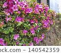 Azaleas blooming on the roadside 140542359