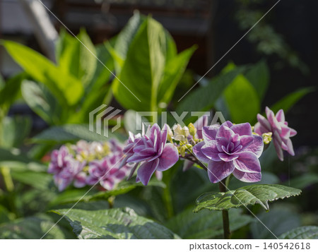 The double-flowered hydrangeas of early summer sparkle the heart. The double-flowered hydrangeas of early summer sparkle the heart. 140542618