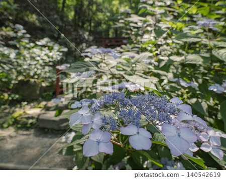 Hydrangeas blooming softly in the tranquil light and greenery Hydrangeas blooming softly in the tranquil light and greenery 140542619