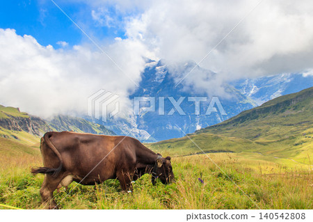Cow grazing on a green alpine meadow in the Swiss Alps, Switzerland 140542808