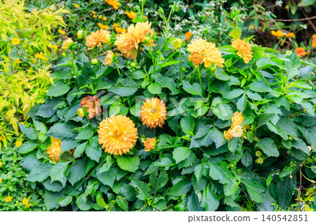 Yellow dahlia flowers in a garden Yellow dahlia flowers in a garden 140542851