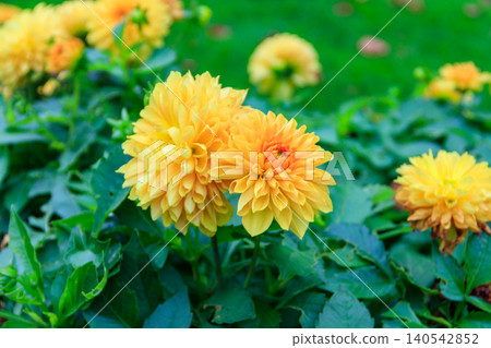 Yellow dahlia flowers in a garden 140542852