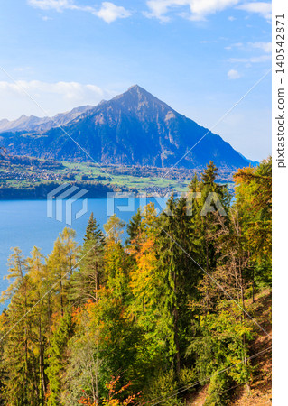 Autumn view of the Lake Thun, Niesen mountain (so called Swiss Pyramid) and coniferous forest in a foreground. Bernese Oberland, Switzerland 140542871