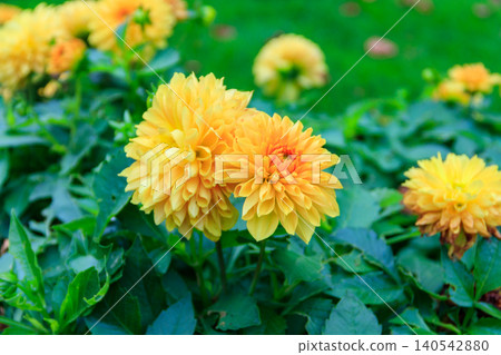 Yellow dahlia flowers in a garden Yellow dahlia flowers in a garden 140542880