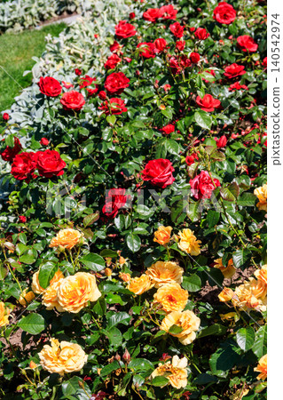 Beautiful roses on flower bed in a garden Beautiful roses on flower bed in a garden 140542974