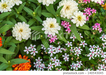 An overhead view of a flowerbed where brightly colored zinnias and vinca flowers are in full bloom. An overhead view of a flowerbed where brightly colored zinnias and vinca flowers are in full bloom. 140543045