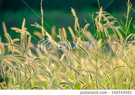 A cluster of foxtail grass shining golden in the setting sun. A cluster of foxtail grass shining golden in the setting sun. 140543081