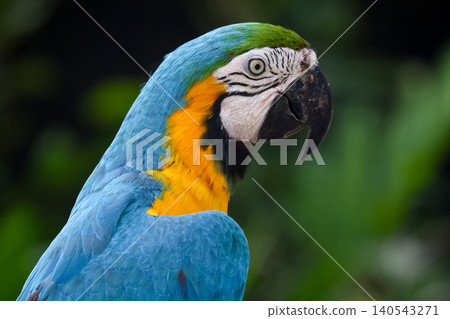 The Blue and Yellow Macaw Parrots Perching Together in Tropical Setting The Blue and Yellow Macaw Parrots Perching Together in Tropical Setting 140543271