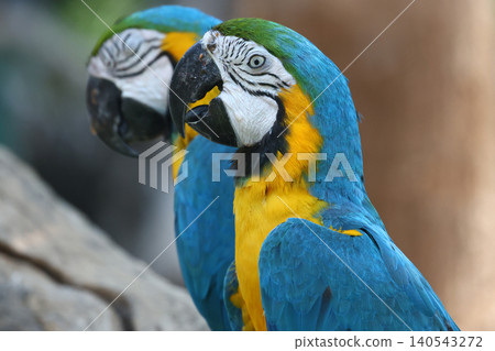 Two Colorful Blue and Yellow Macaw Parrots Perching Together in Tropical Setting 140543272