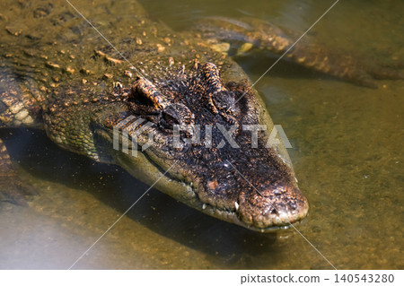 Close Up Portrait of Wild Crocodile Head Lurking in Murky Water 140543280