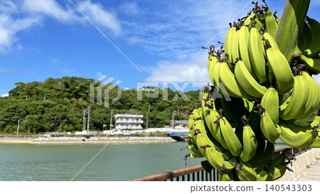 Island bananas and a blue sky: A tropical landscape at Tokuchi Port, Motobu Town, Okinawa Prefecture Island bananas and a blue sky: A tropical landscape at Tokuchi Port, Motobu Town, Okinawa Prefecture 140543303